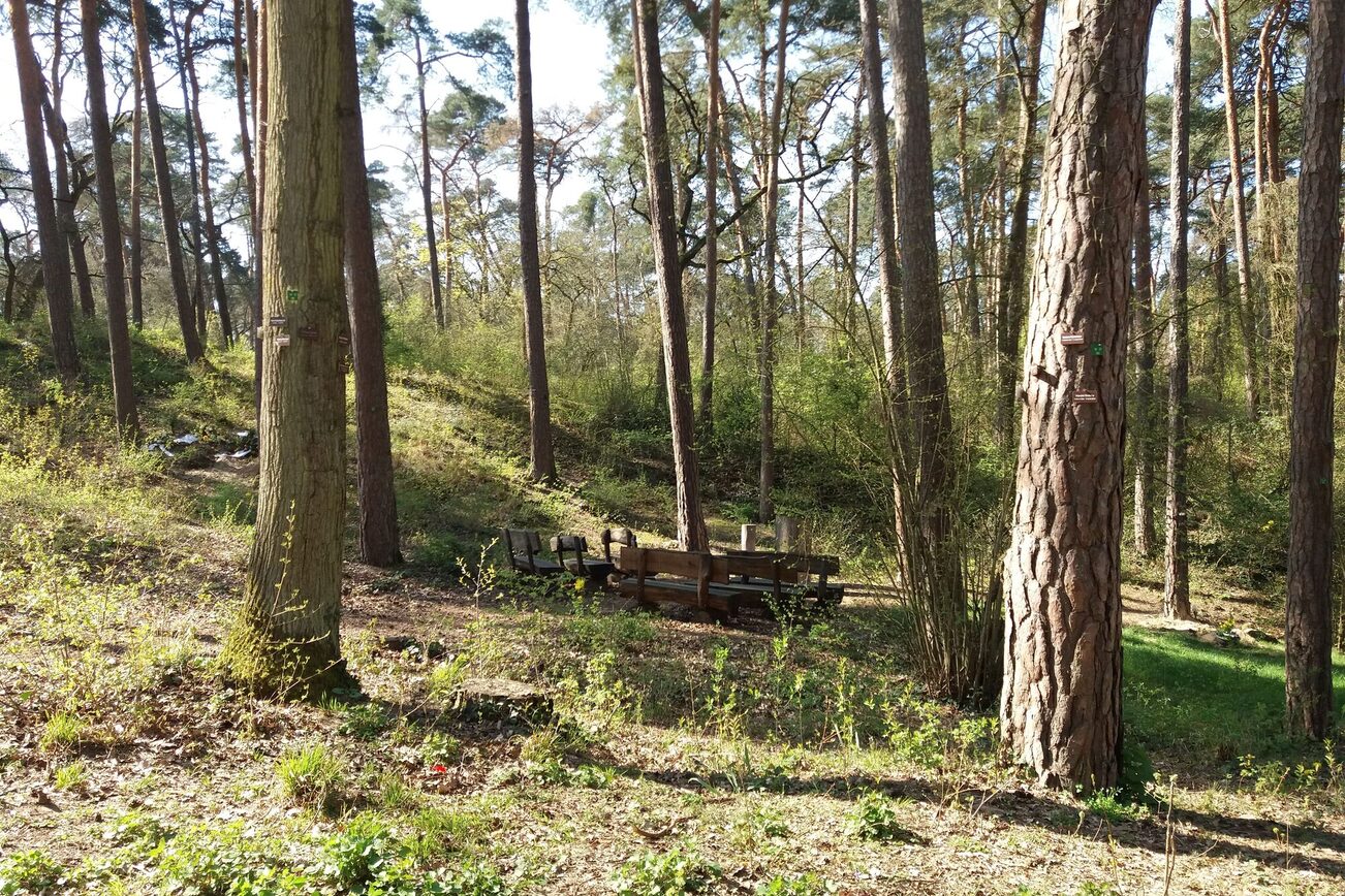 Burial in the forest at Mainz-Mombach cemetery