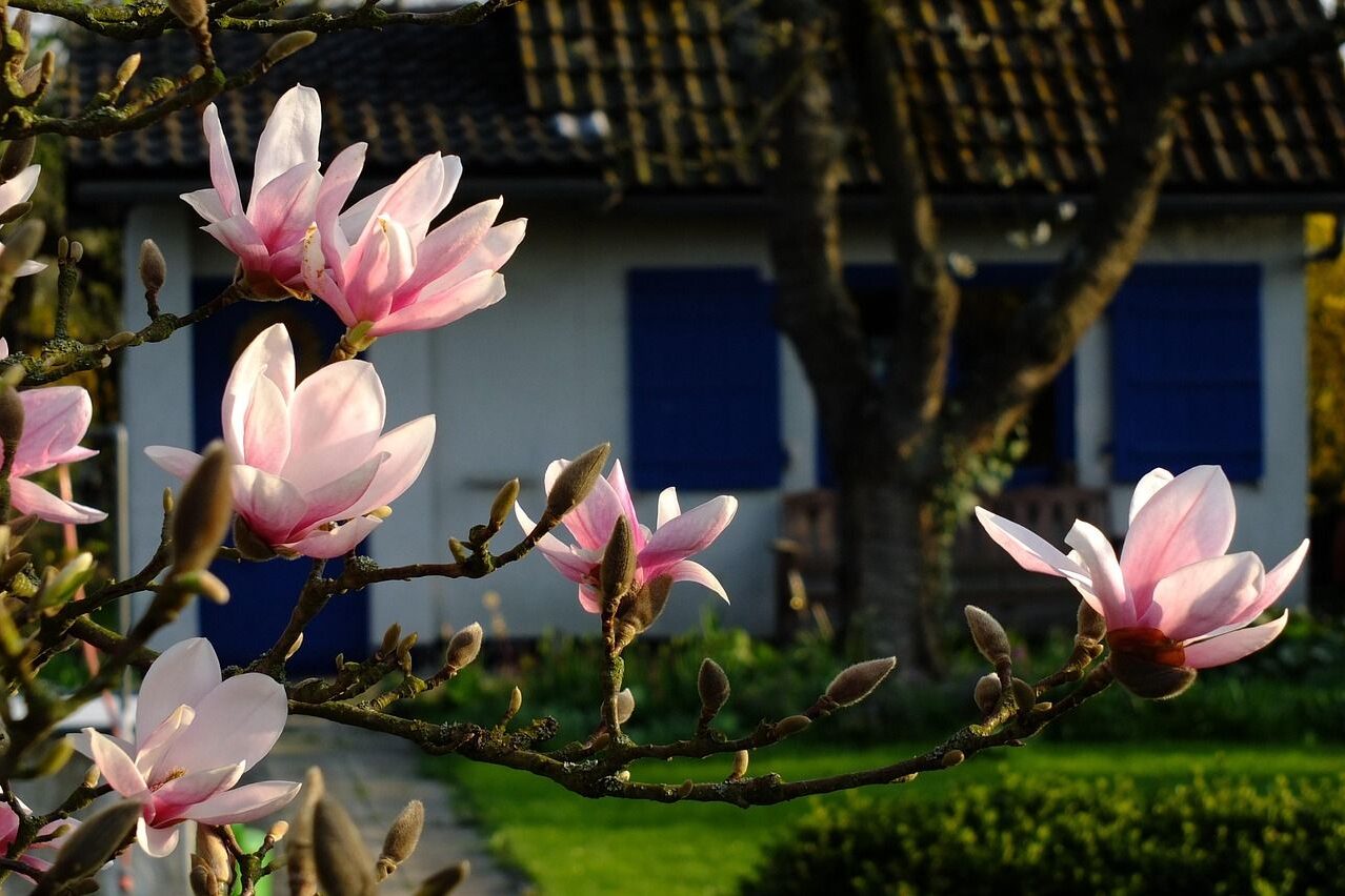 Magnolia e ciliegio nel giardino di casa
