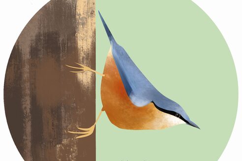 Нетопир, птах