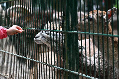 Kinderhand füttert Wildtiere im Tierpark Gonsenheim