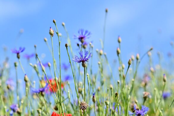 Blick in eine bunte Blumenwiese