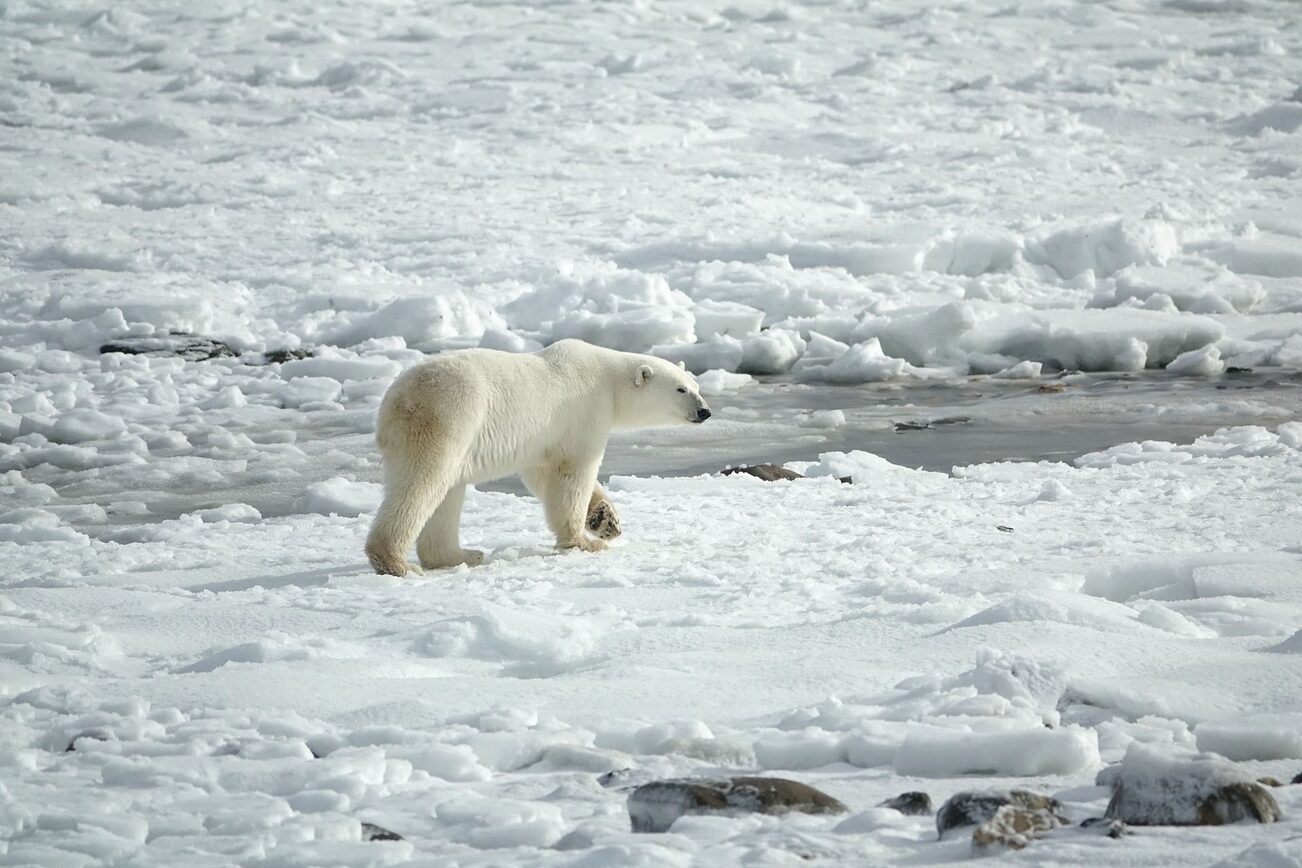 The polar bear loses its habitat