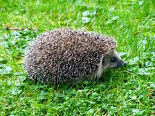 Igel auf grüner Wiese