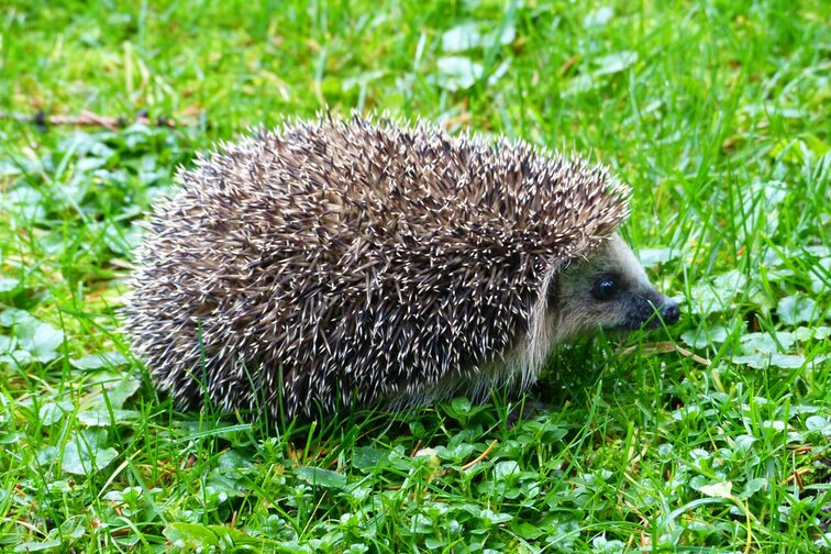 Igel auf grüner Wiese