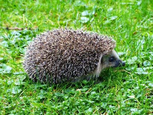 Ein Igel im feuchten Gras