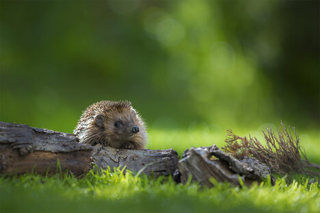Igel auf Holzstamm