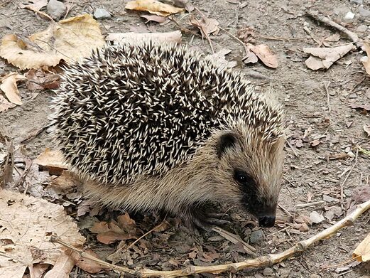 Igel im Herbst
