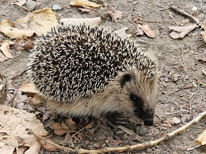 Igel im Laub