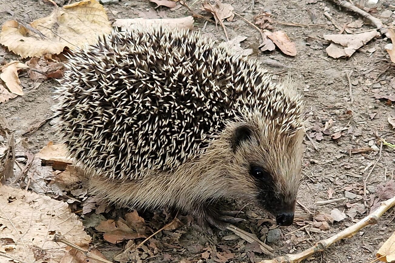 Igel im Laub