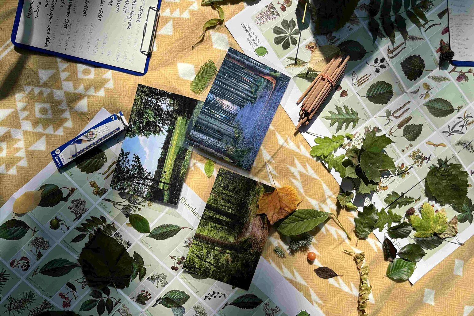 Umweltbildung Stadtbäume