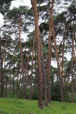 Kiefern im Lennebergwald