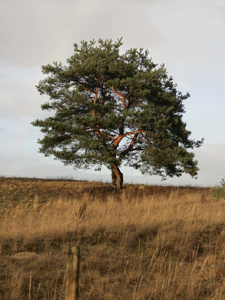 Alte Kiefer im Mainzer Sand