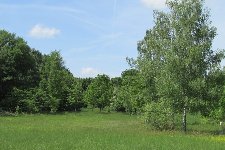 Ober-Olmer Wald