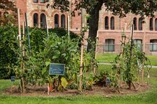 Urban Gardening auf dem Romano-Guardini-Platz