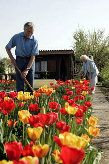 Zwei Senioren beim Gärtnern im Schrebergarten