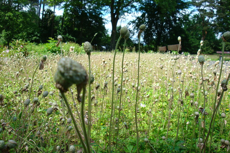 Bienenweide auf dem Waldfriedhof Mombach