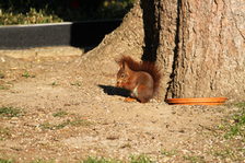 Eichhörnchen auf dem Hauptfriedhof