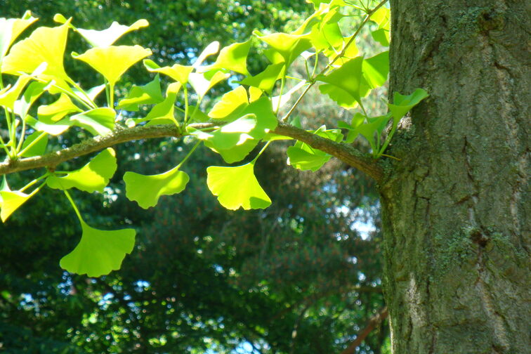 Gingko auf dem Waldfriedhof Mombach