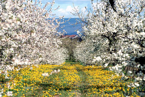 Blühende Kirschbäume © Landeshauptstadt Mainz