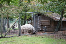 Wollschwein im Zoo Mainz