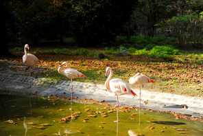 Flamingos im Stadtpark © Kristina Schäfer