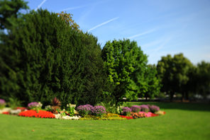 Blumenbeet im Volkspark © Carsten Costard