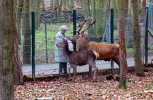 Tiere im Wildpark Gonsenheim