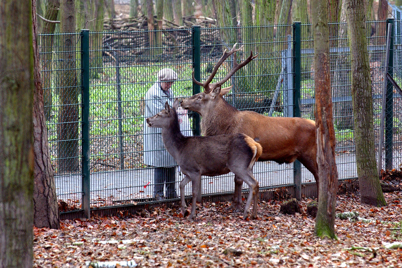 Park dzikich zwierząt Gonsenheim