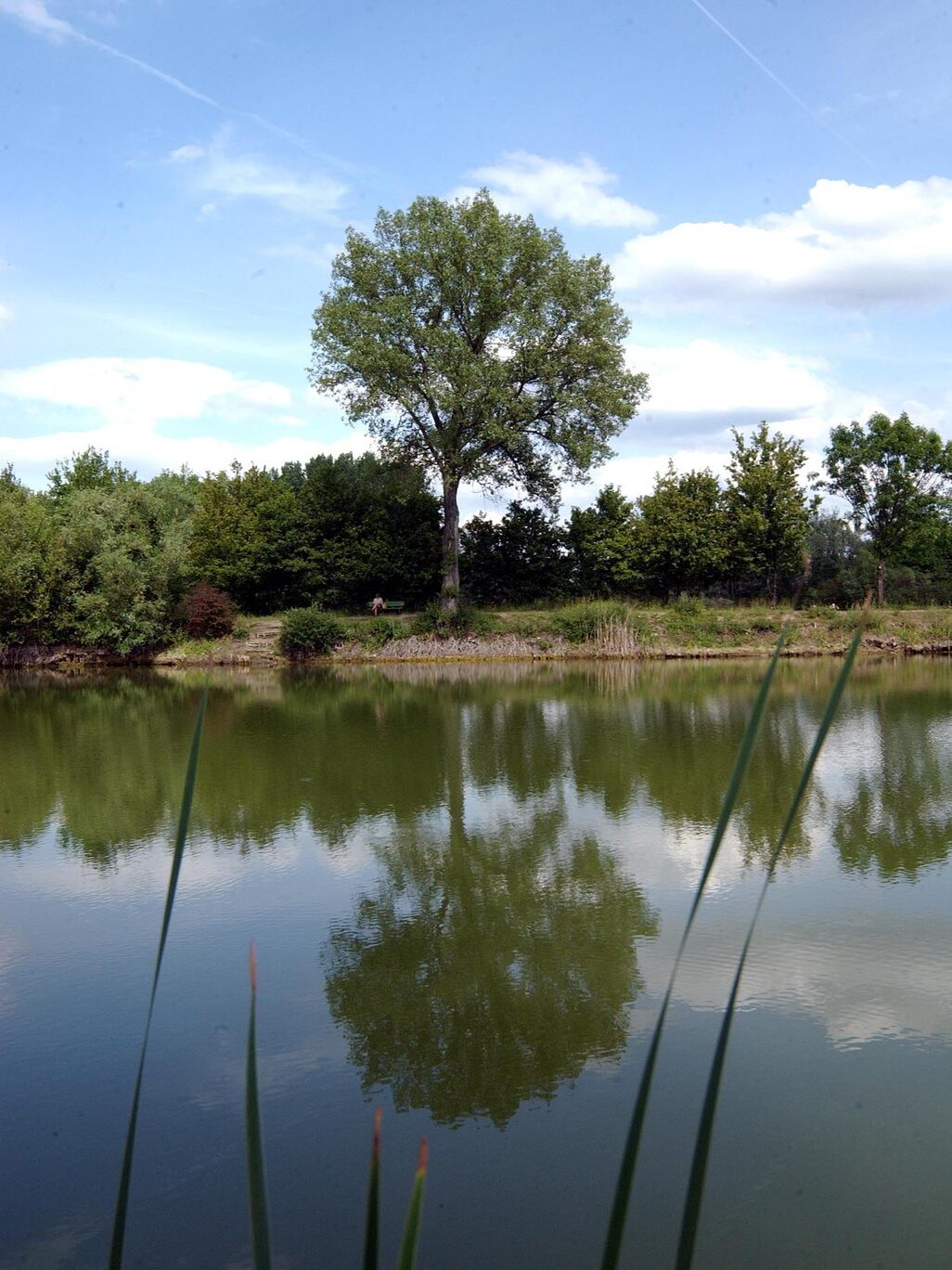 Ставок у Лаубенгаймер Рід