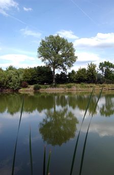 Teich im Laubenheimer Ried