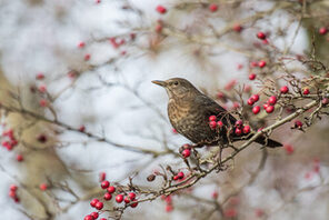 Amsel auf einem Ast. © AdobeStock_ulikloes