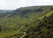 Weinberge