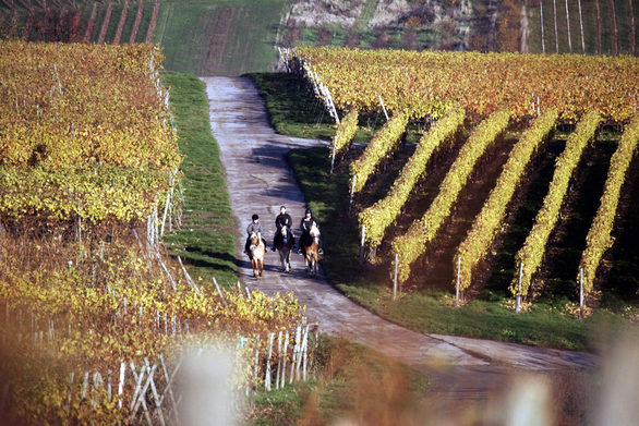 Reiten durch die Weinberge