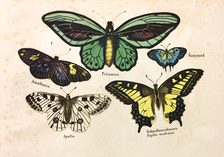 Lithographiebogen No. 200: Schmetterlinge. Mainz, ca. 1870