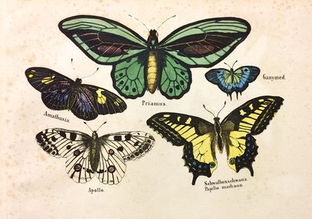 Lithographiebogen No. 200: Schmetterlinge. Mainz, ca. 1870
