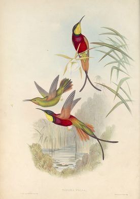 Kolibris aus der Sammlung Moyat