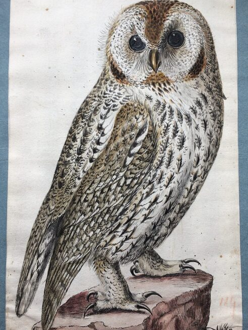 Waldkauz Illustration