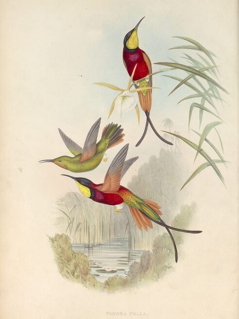 Illustration Kolibris