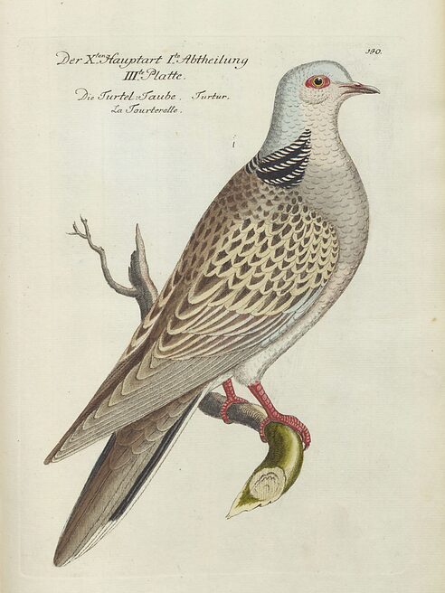 Illustration Turteltaube