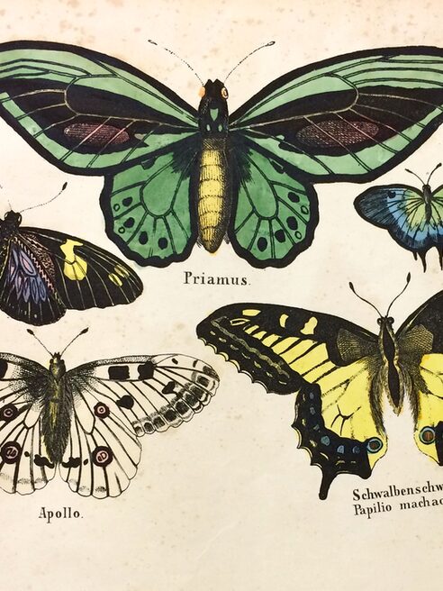 Illustration Schmetterlinge