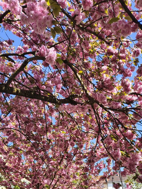 Cherry blossoms