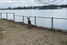 Ein Reh am Rheinufer.