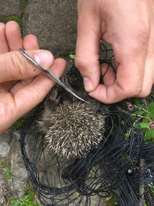 Igel wird mithilfe einer Nagelschere aus dem Netz befreit.