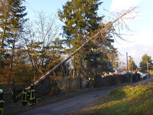 Umgekippter Baum an der Einsatzstelle.