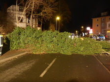 Auf der Straße liegender Baum.