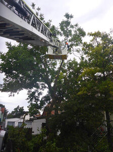 Baumfällarbeiten mit der Drehleiter.