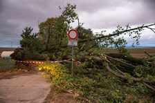 Umgestürzter Baum.