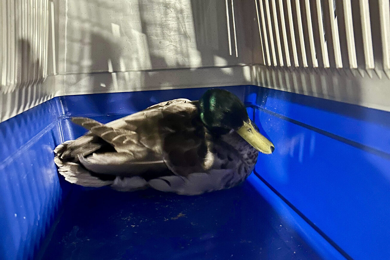 Rüdiger the duckling in the transport box on the way to the vet.