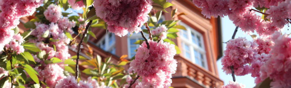 Kirschblüten vor dem Römischen Kaiser