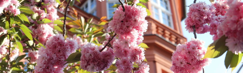 Kirschblüten vor dem Römischen Kaiser.